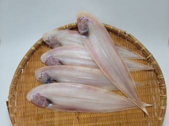 반건조 박대 34cm 내외 4미