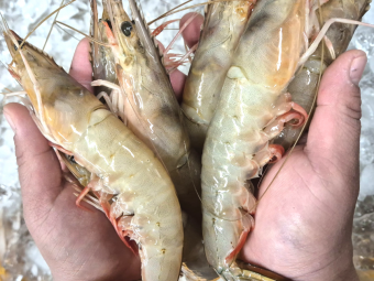 국내산 자연산대하 1키로(13~15미)